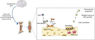 The contribution of circadian clock to the biological processes